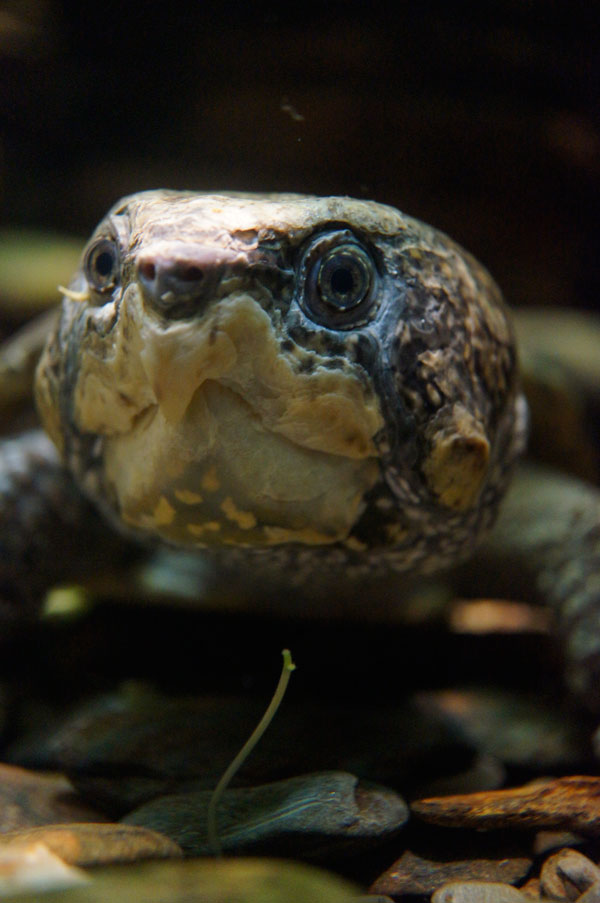 Bigheaded turtle stare