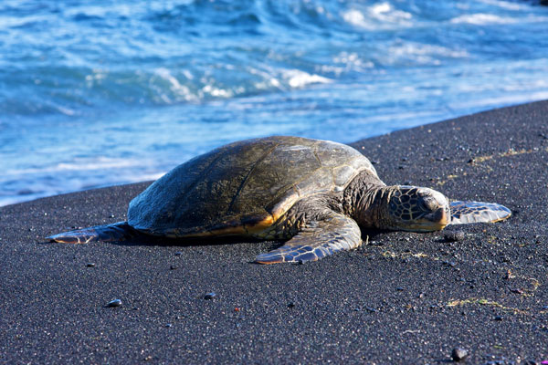 Green Sea turtle on sand