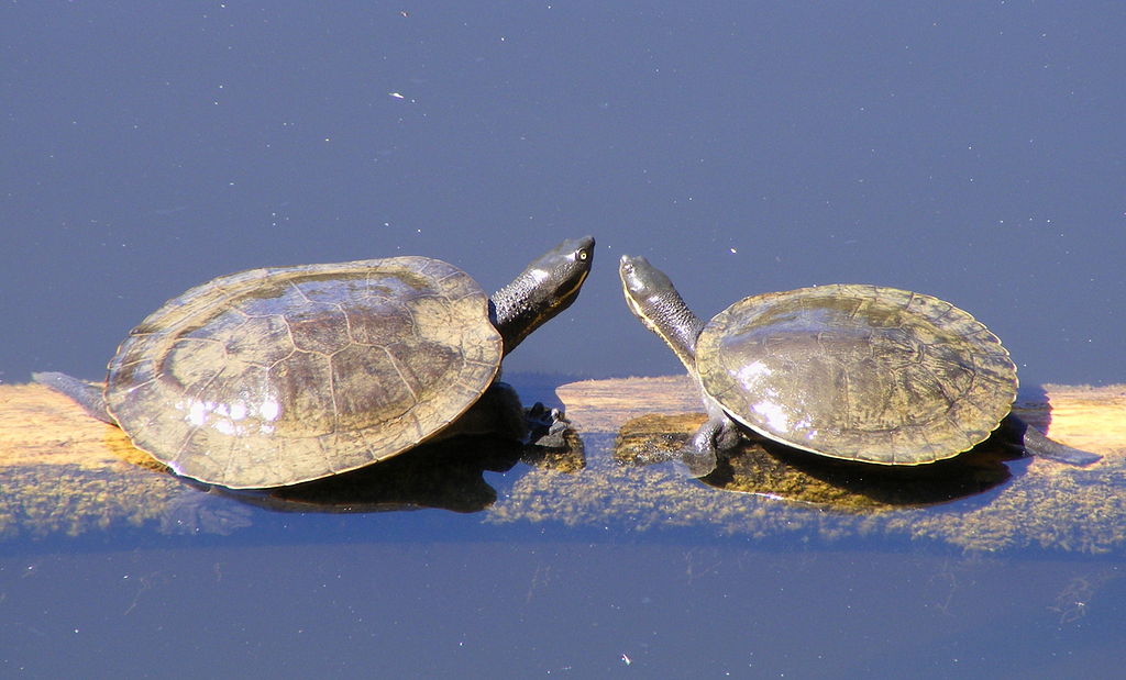 Two Jardine River turtles