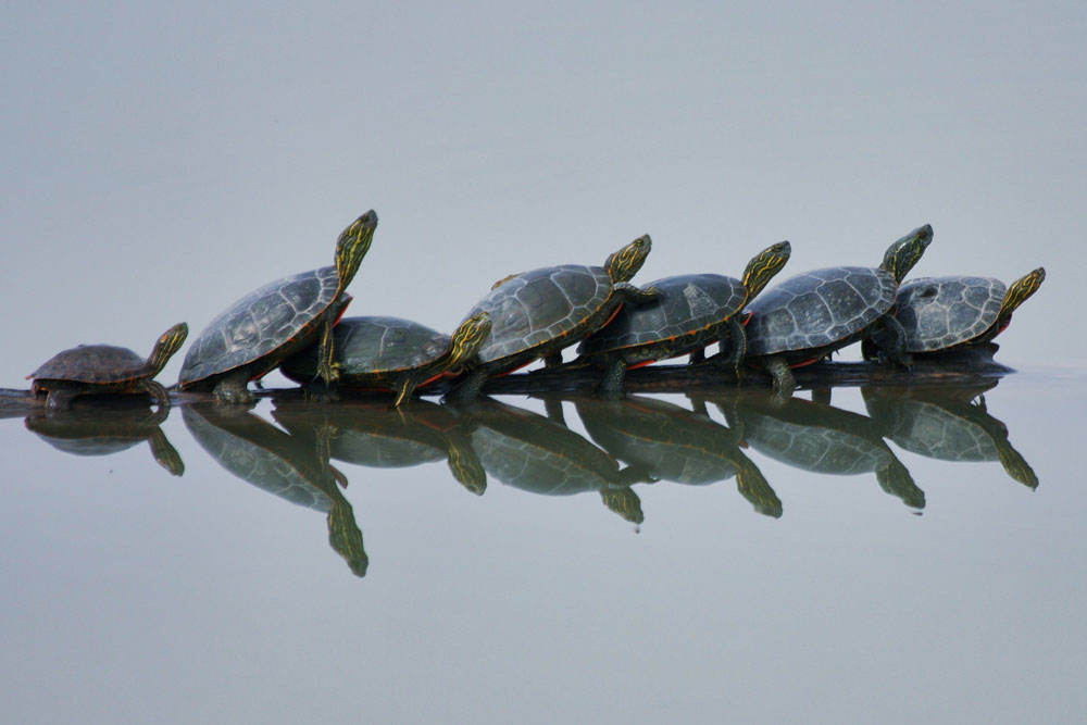 Six Painted turtles and one Big Bend Slider