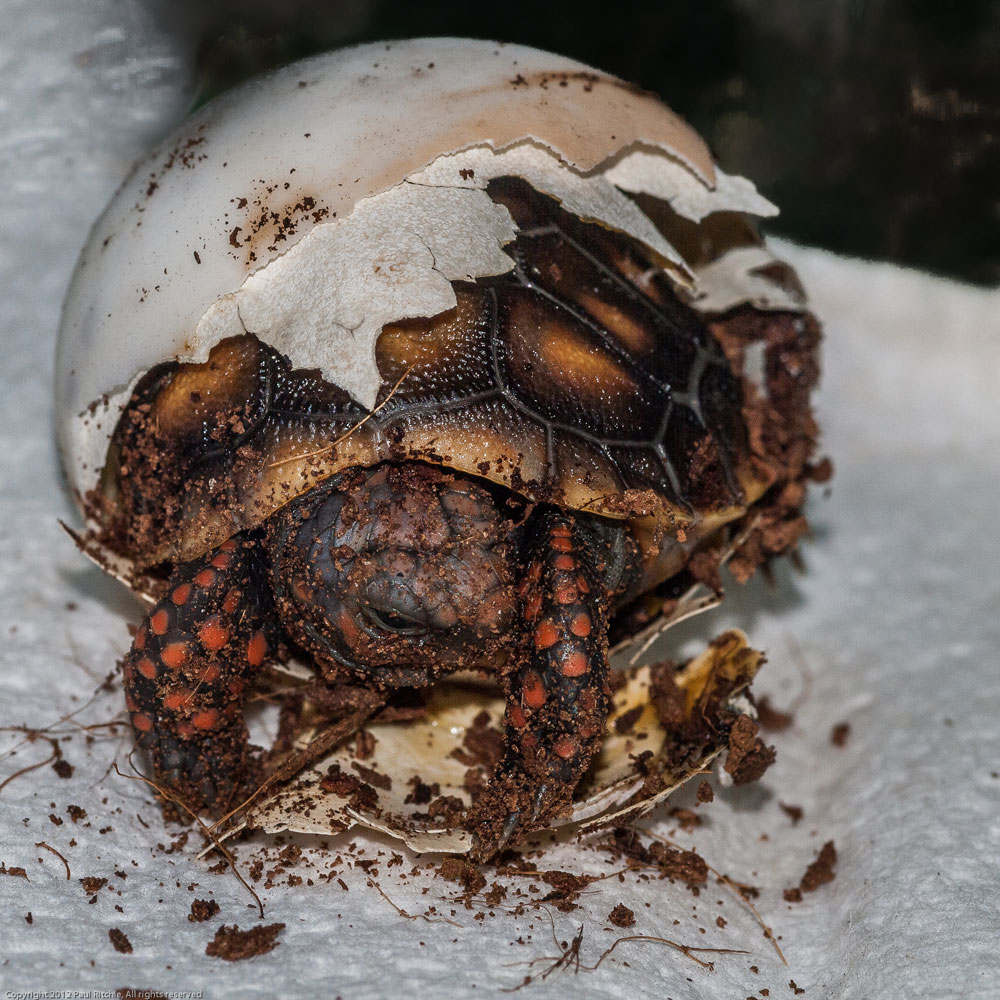 Red Footed tortoise hatchling