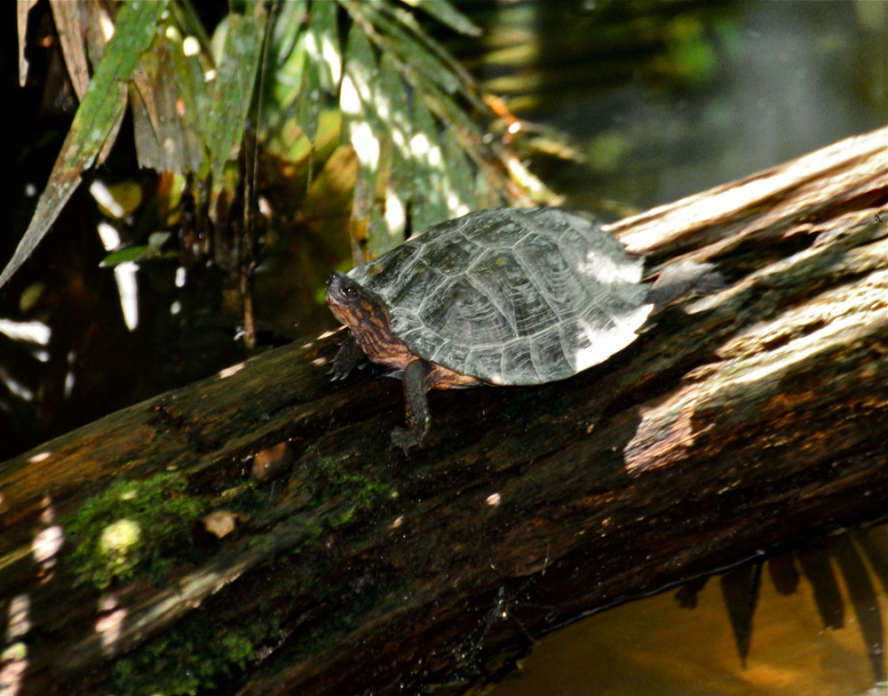 Spiny turtle basking in the sun