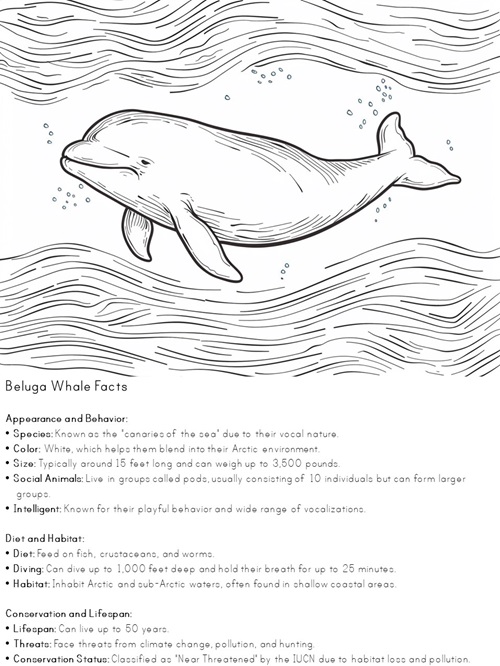 facts about beluga whales coloring pages