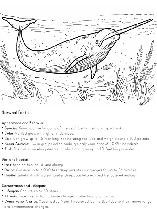 facts about narwhal coloring pages