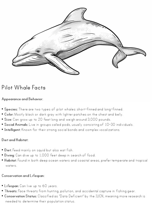 facts about pilot whale coloring pages