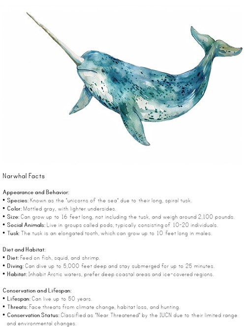 facts about narwhal printable poster