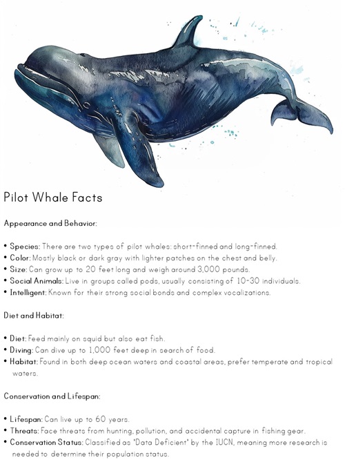 facts about pilot whale printable poster