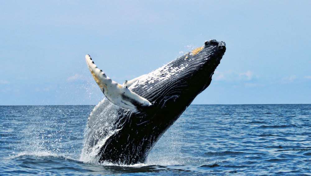 Humpback whale breaching