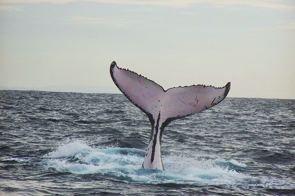 Humpback whale fluking