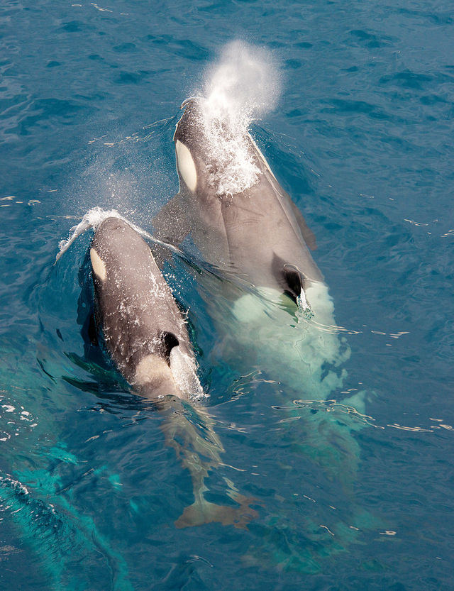 Orca and calf