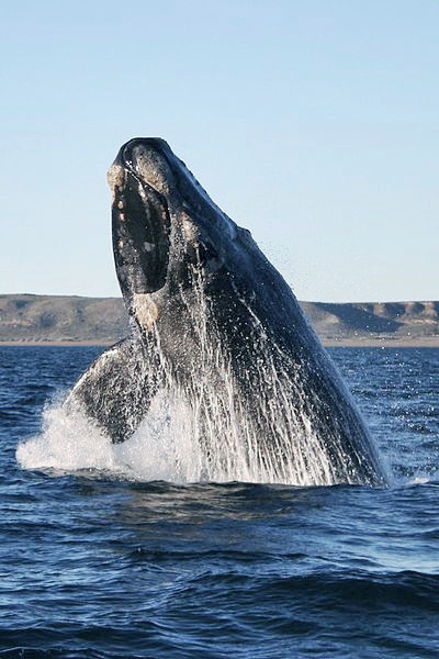 Right whale breach
