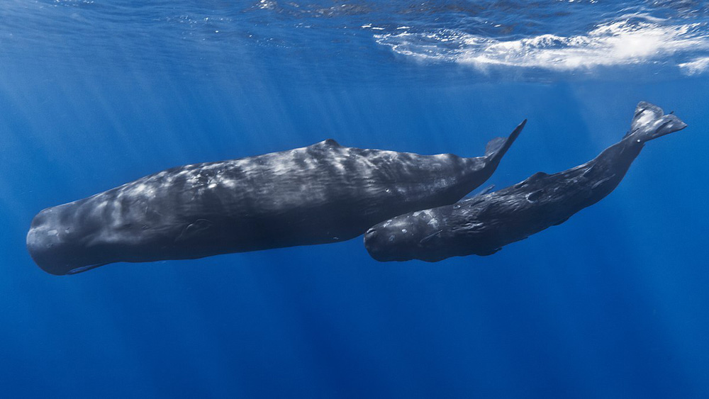 photo of Sperm Whales