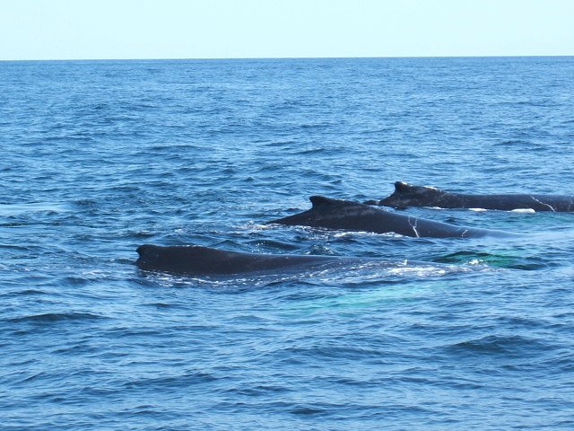 Three whales sleeping