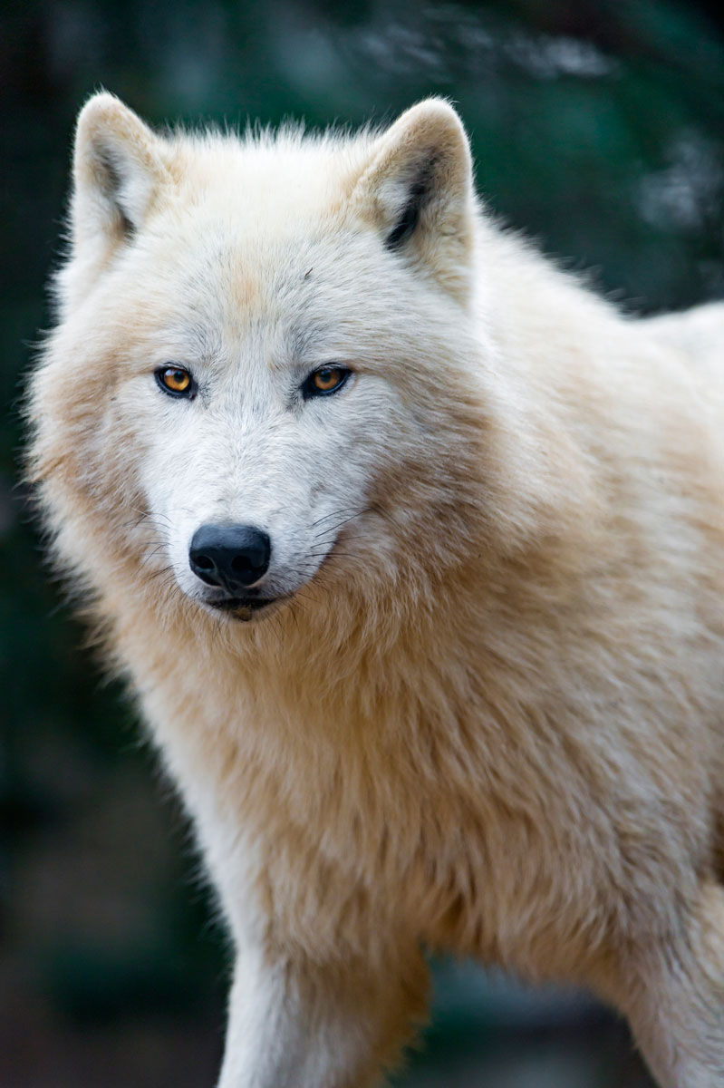 Arctic Wolf