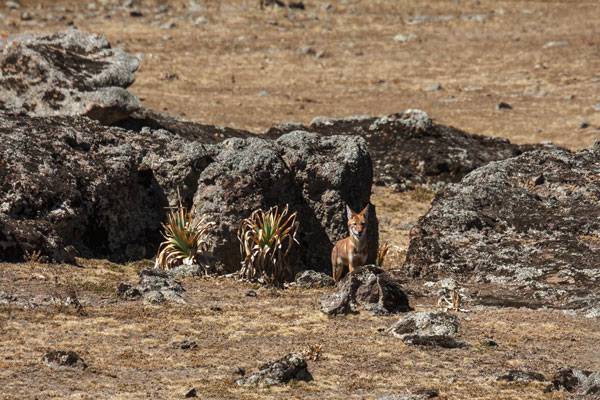 Ethiopian Wolf