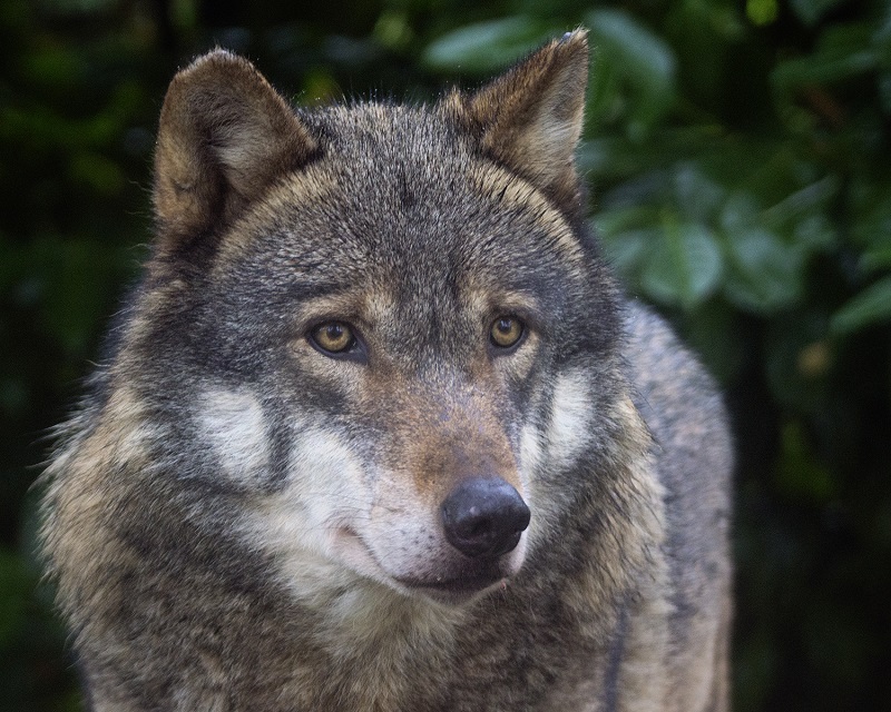 European Grey Wolf