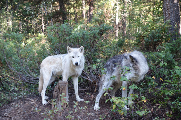 Playing wolves