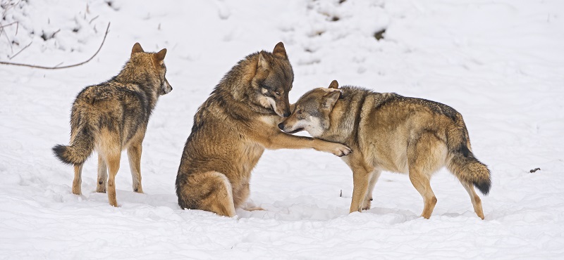 Playing Wolves