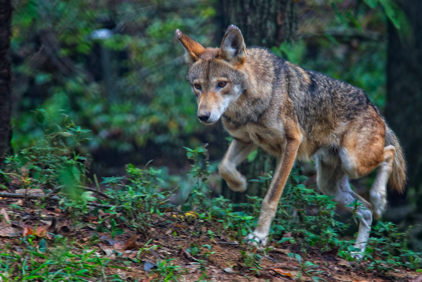 Red Wolf