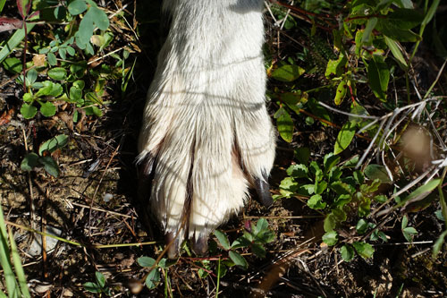 Wolf Paw