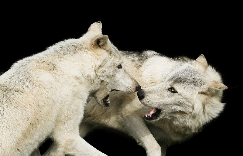 When wolves play…