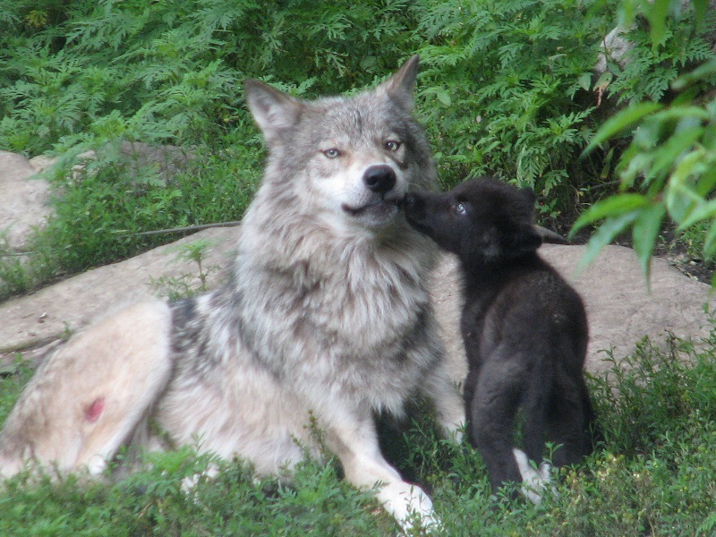 Wolf Pup