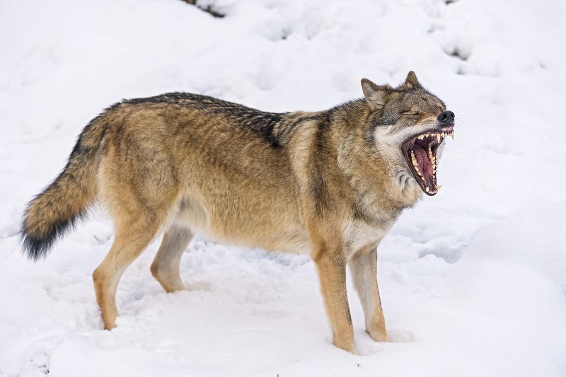 Wolf yawing in the snow