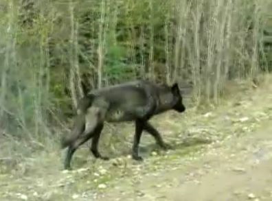 Wolves Video