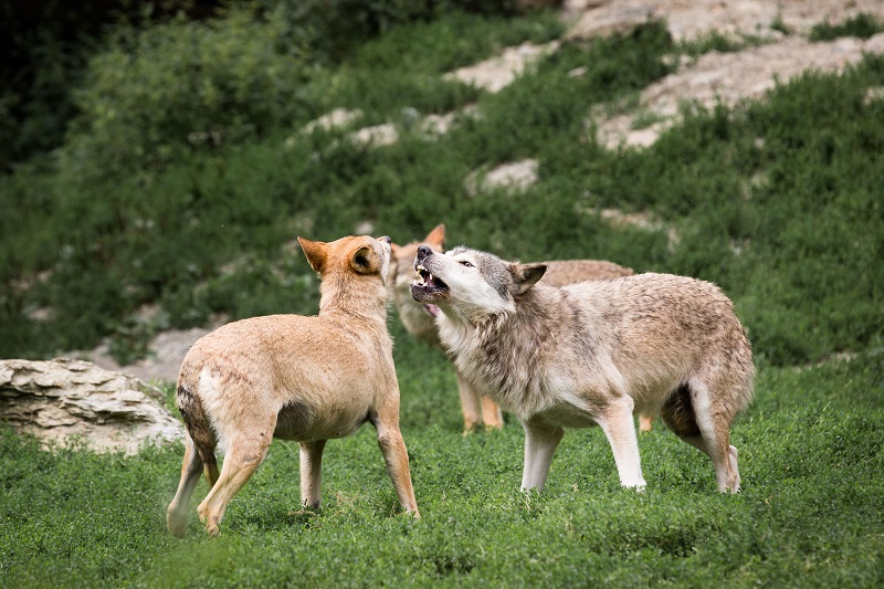 Wolves