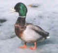 Mallard Duck 2