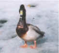 Mallard Duck 5
