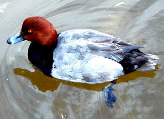 Redhead Duck