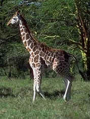 giraffe