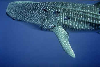 The Whale Shark is the largest fish.