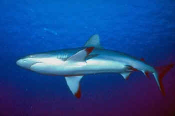 Shark skeletons are made of carilage not bone.