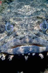 Not so beautiful fish.