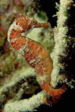 Yes! A seahorse is a fish.