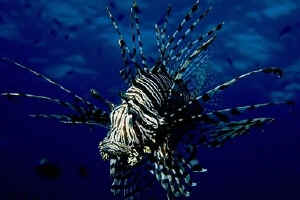Lion Fish or Scorpion Fish