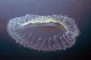 Jellyfish are not fish!