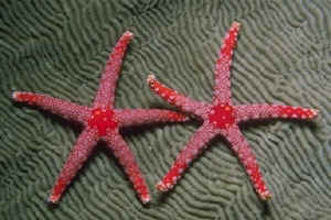 Starfish are not fish!