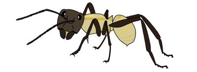 ant