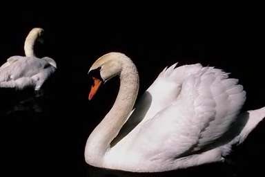 Mute Swan