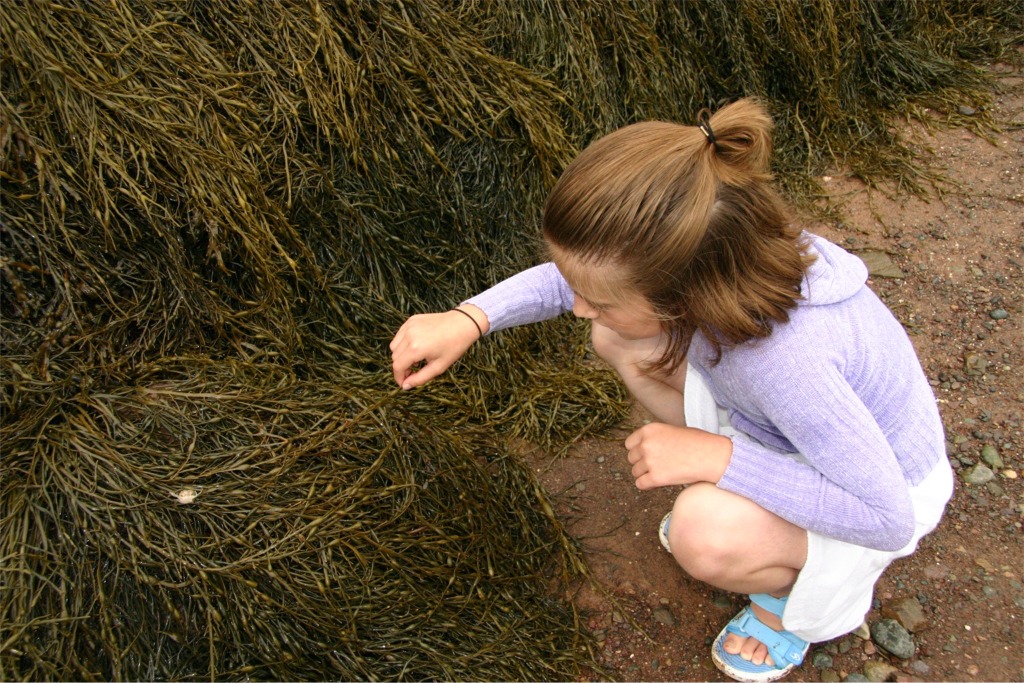 seaweed