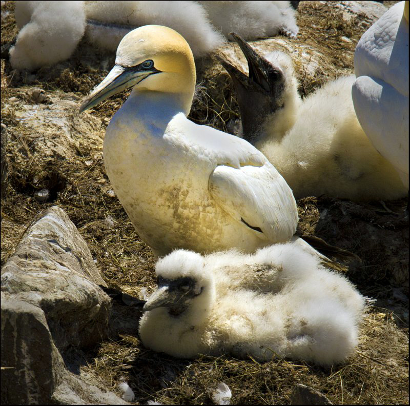 gannets