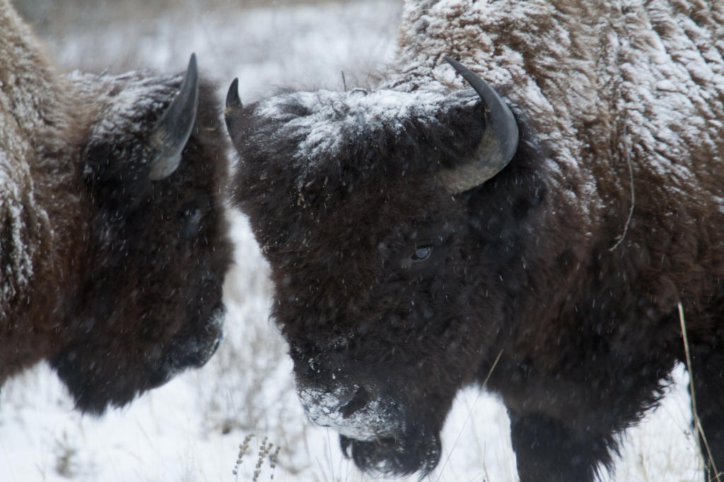 bison