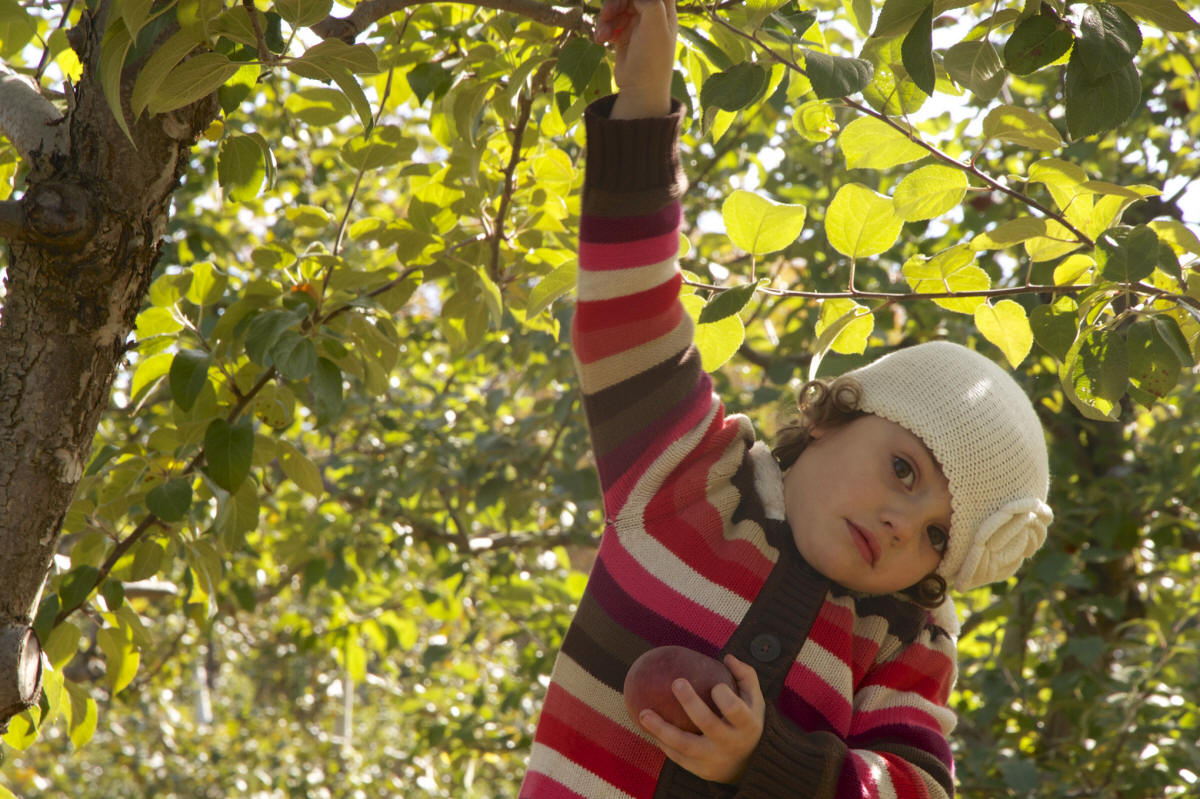 apple picking in PEI