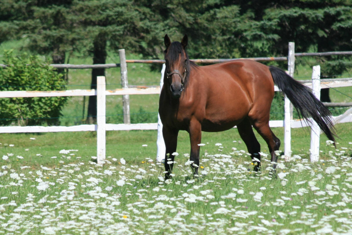 horse in PEI