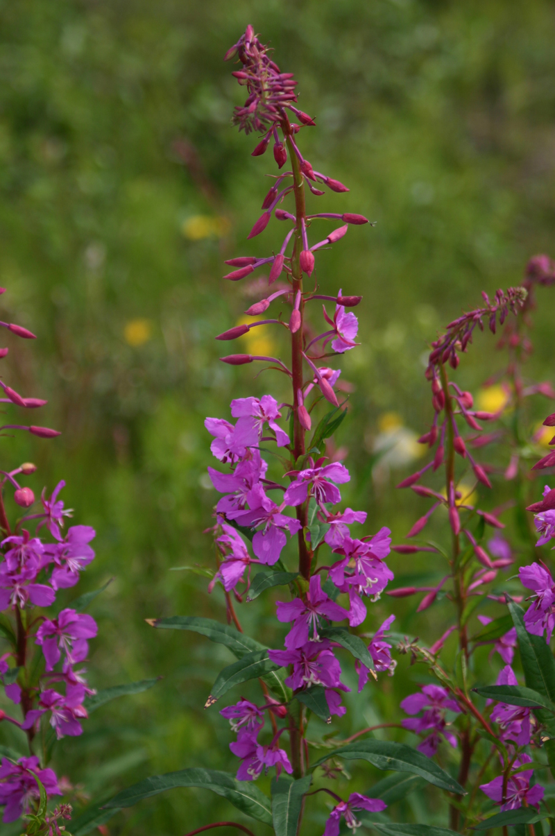territorial flower:  fireweed