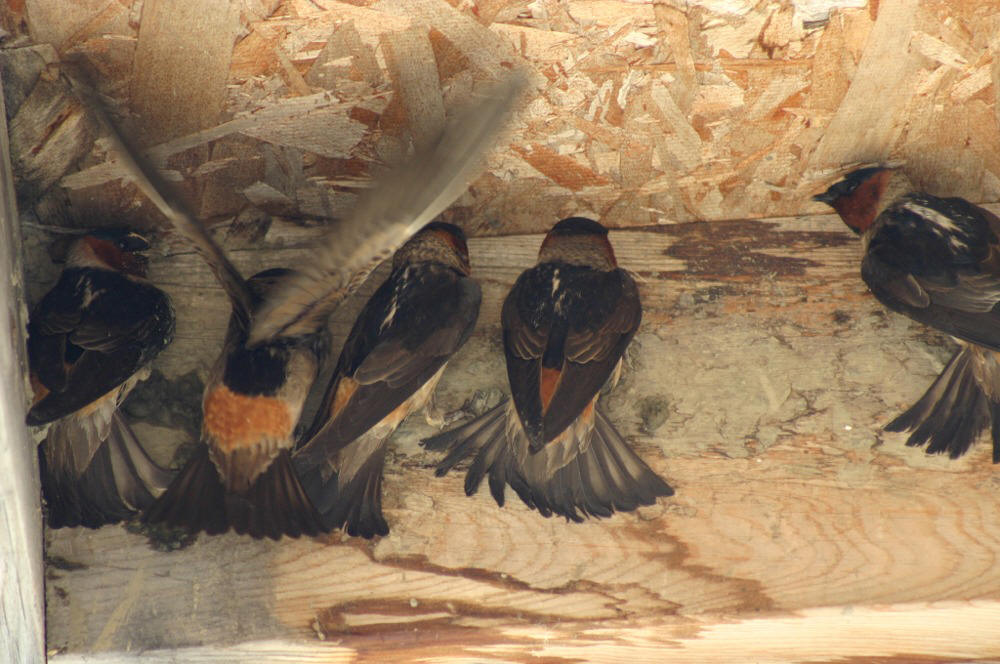 mud swallows nesting
