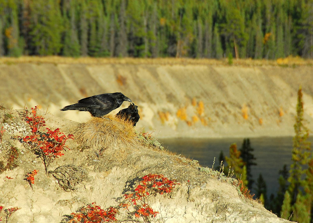Territorial bird - raven